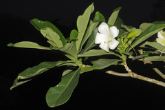 Fagraea ceilanica